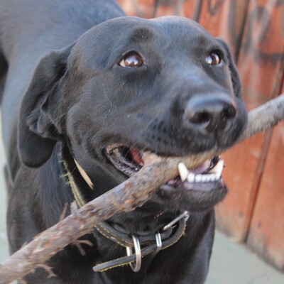 pabloyoyoista@treehouse.systems